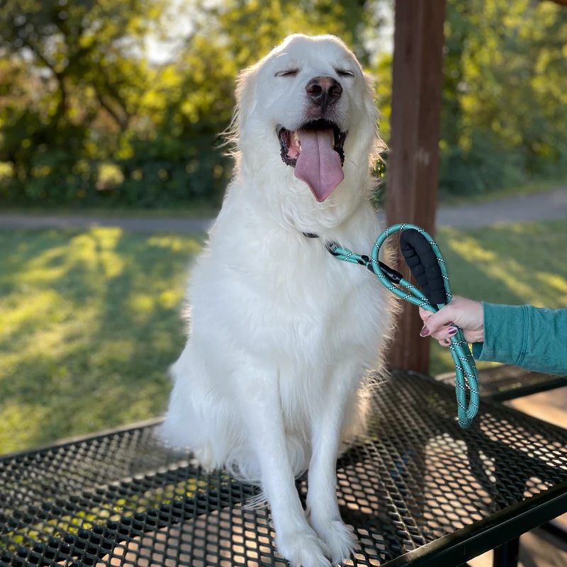 great Pyrenees